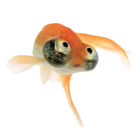 goldfish