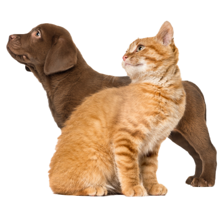 Tender-Cat-Dog-Bonding-Over-Playtime-PNG-thumb